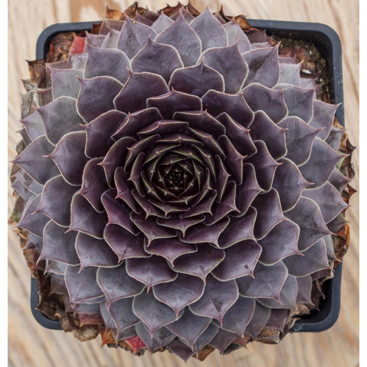 Rojnik BigSam™ Purple Quartz