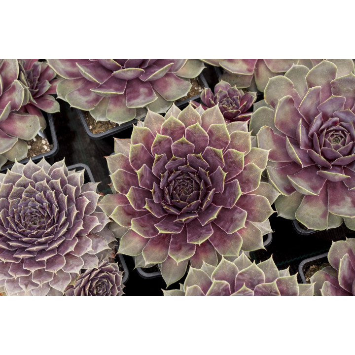 Rojnik BigSam™ Purple Quartz