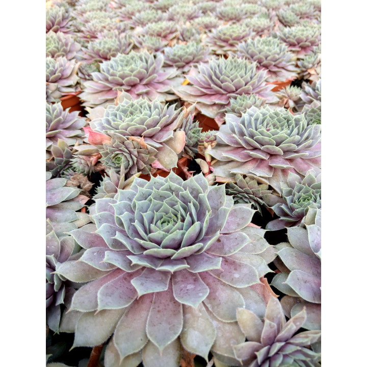 Rojnik BigSam™ Purple Quartz