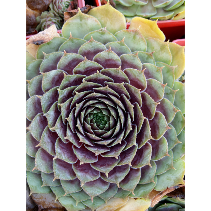 Rojnik BigSam™ Purple Quartz