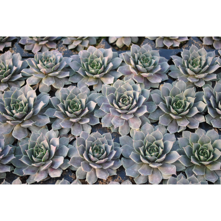 Rojnik BigSam™ Purple Quartz