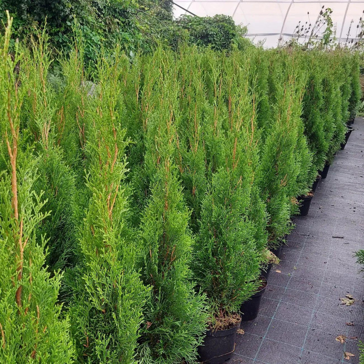 Thuja smaragd 75-80cm C3