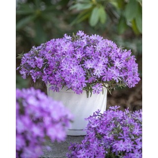 Floks Bedazzled Lavender