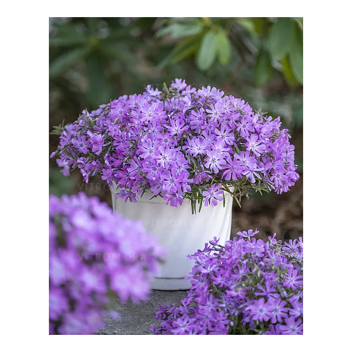 Floks Bedazzled Lavender