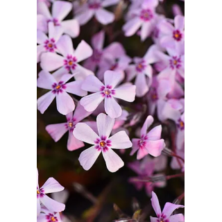 Floks szydlasty Spring® Pink Dark Eye