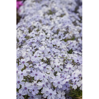 Floks szydlasty Spring® Blue