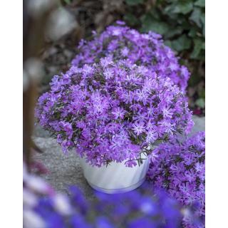 Floks Bedazzled Pink