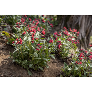 Miodunka Shrimps on the Barbie