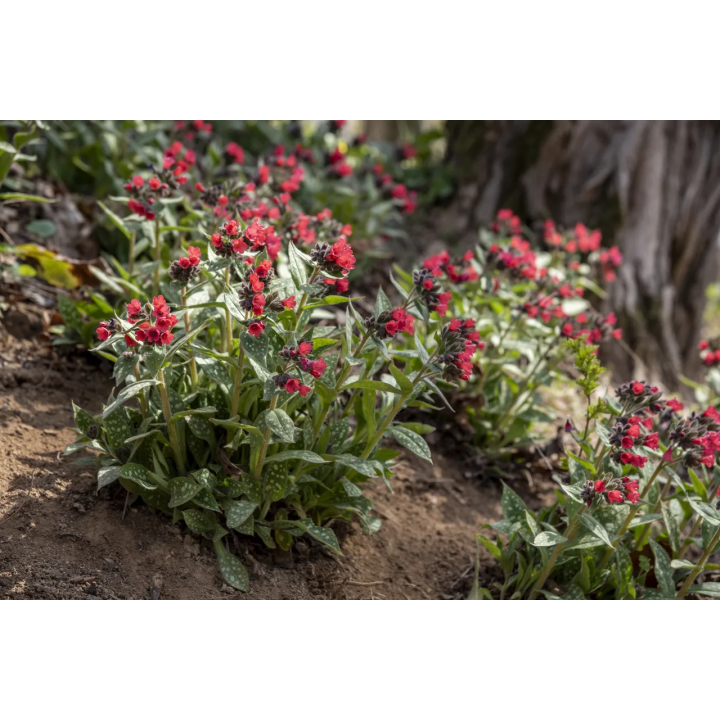 Miodunka Shrimps on the Barbie
