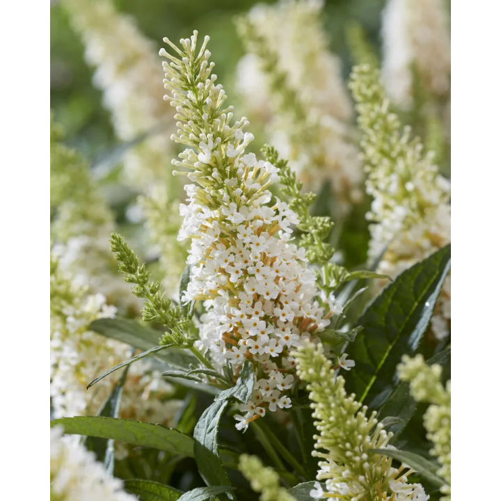 Budleja dawida Butterfly Candy Little White