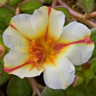 Portulaka Muffin® Red & Creme