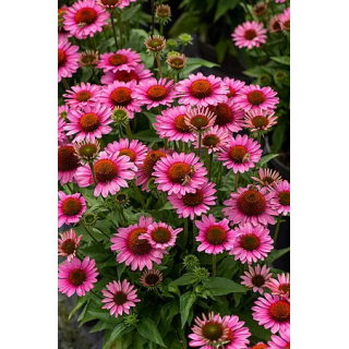 Jeżówka SunMagic Vintage Pink