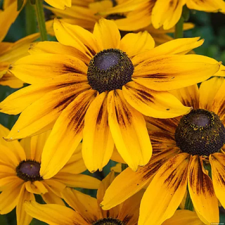 Rudbekia Sunbeckia® Alicia
