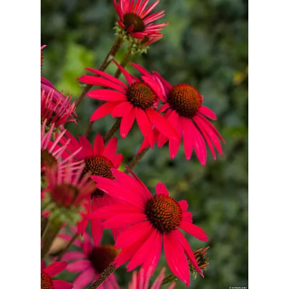 Jeżówka Glowing Dream