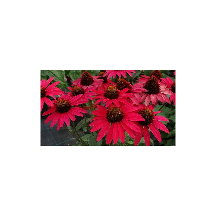 Jeżówka Glowing Dream