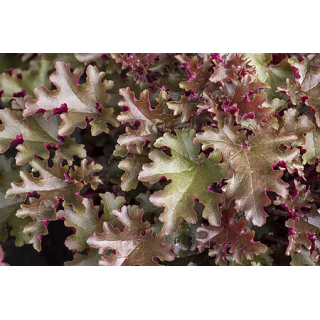 Żurawkotenella Gold Zebra