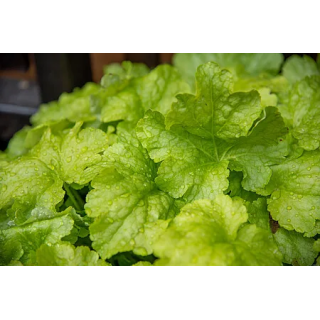 Żurawka World Caffé™ Lime Americano