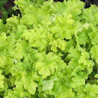 Żurawka Lime Marmalade