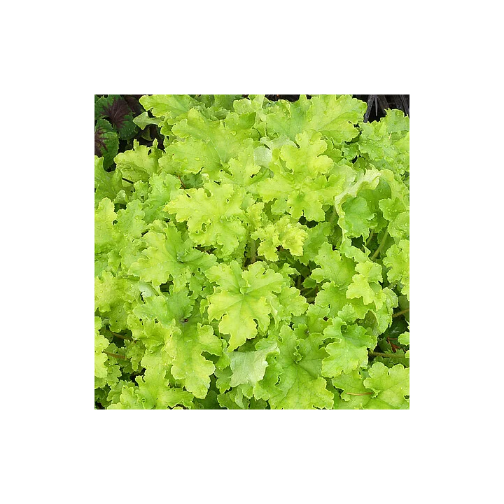 Żurawka Lime Marmalade