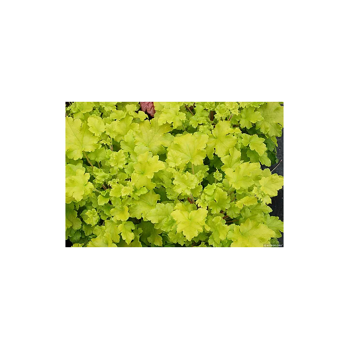 Żurawka Lime Marmalade