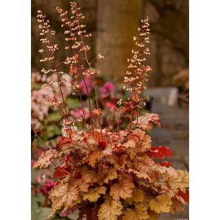 Żurawka World Caffé™ Amaretto