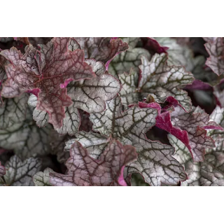 Żurawka World Caffé™ Corretto