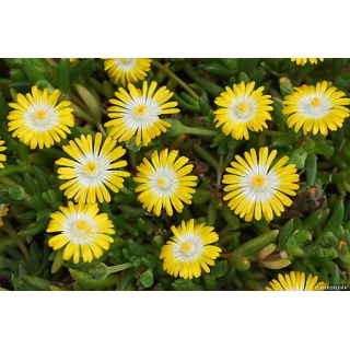 Słonecznica Jewel of Desert Peridott