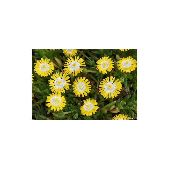 Słonecznica Jewel of Desert Peridott