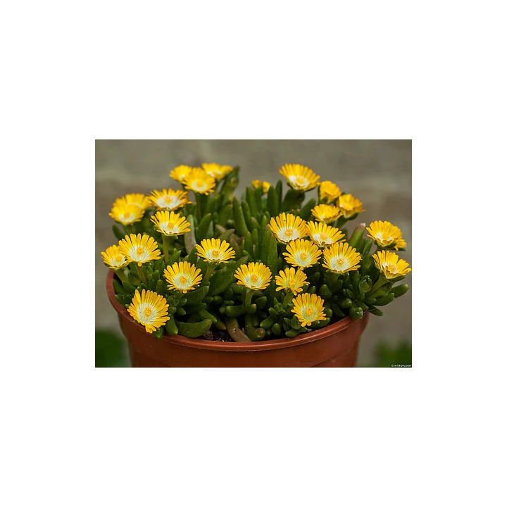 Słonecznica Jewel of Desert Peridott