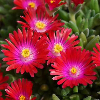 Słonecznica Jewel of Desert Garnet