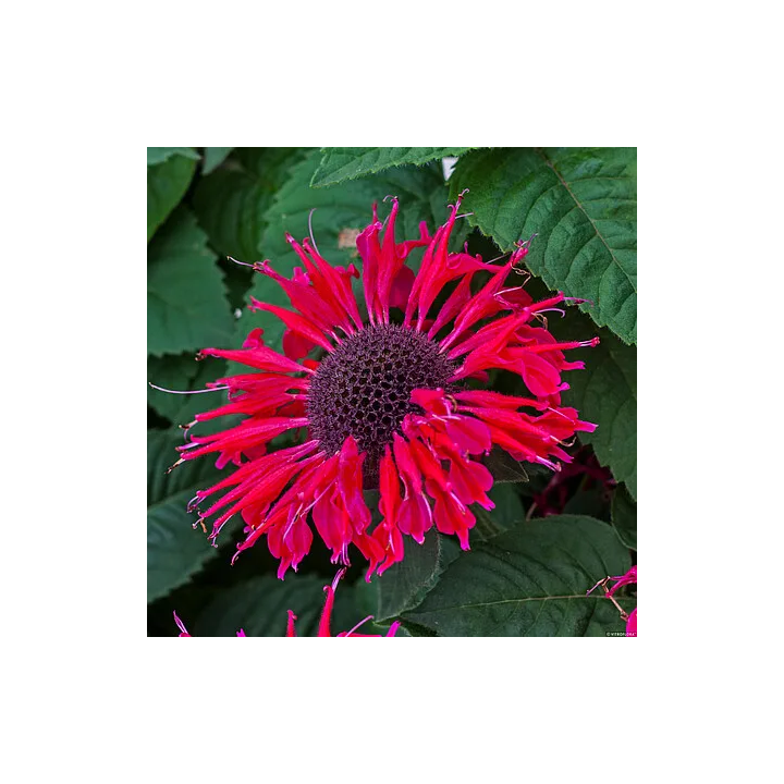 Pysznogłówka Bee-Happy