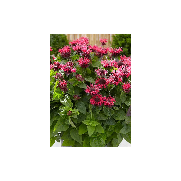 Pysznogłówka Bee-Happy