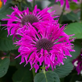 Pysznogłówka Bee-Free