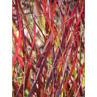 Proso różowate Sangria