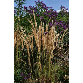 Trzcinnik Karl Foerster