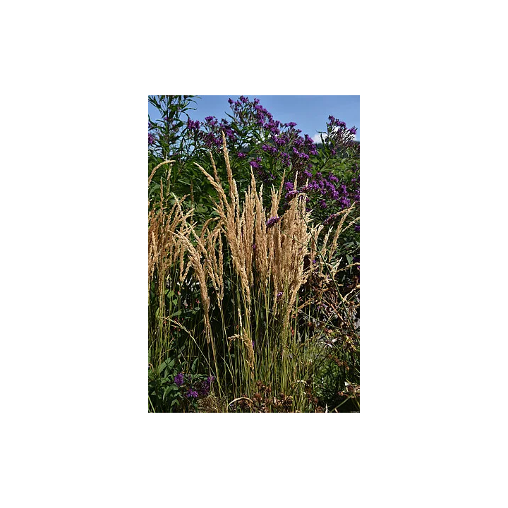 Trzcinnik Karl Foerster