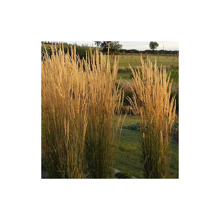 Trzcinnik Karl Foerster