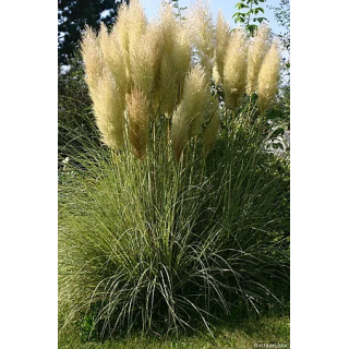 Trawa pampasowa Golden Goblin