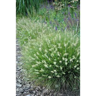 Rozplenica Little Bunny