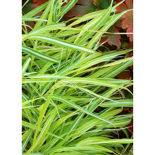 Hakonechloa Stripe It Rich