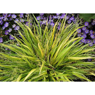 Hakonechloa smukła All Gold