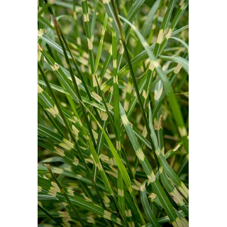 Miskant Little Zebra