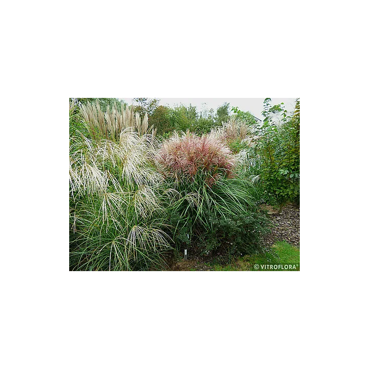 Miskant chiński Polonus