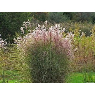 Miskant chiński Ferner osten