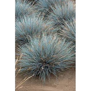 Kostrzewa Elijah Blue