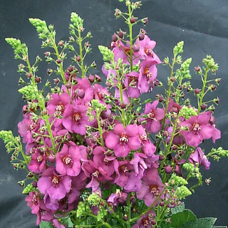 Dziewanna Plum Smokey