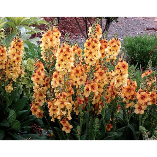 Dziewanna Honey Dijon