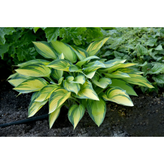 Hosta June