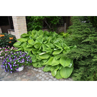 Funkia Sum & Substance