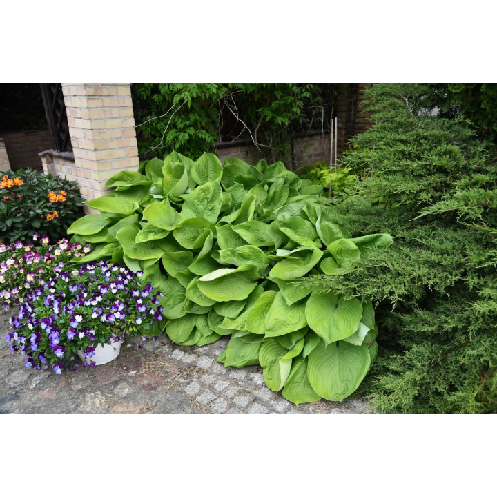 Funkia Sum & Substance